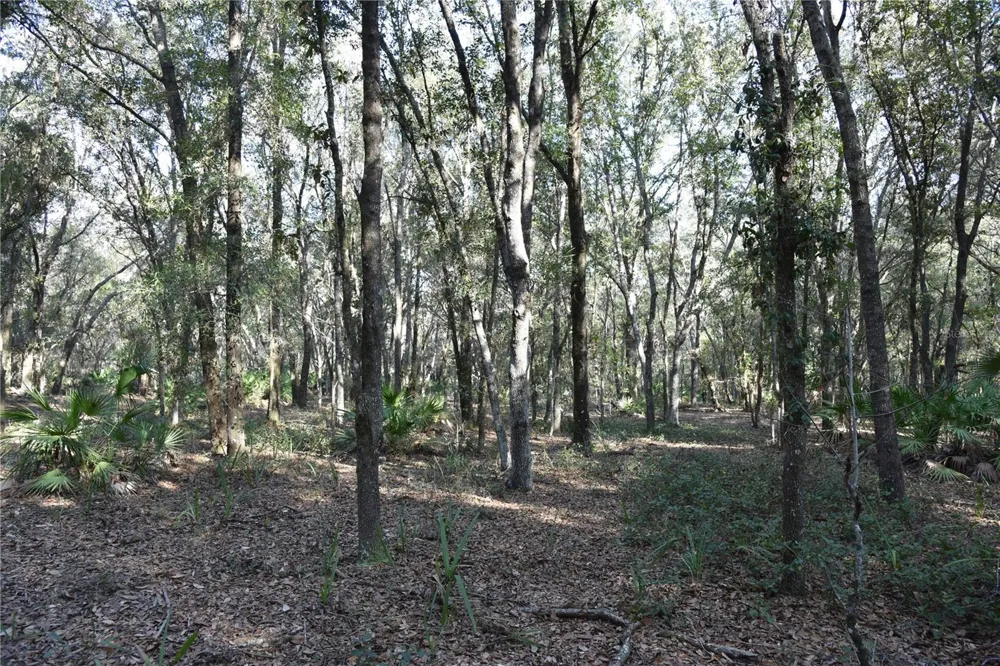 81 CLOUDS AVE Interlachen,, FL 32148