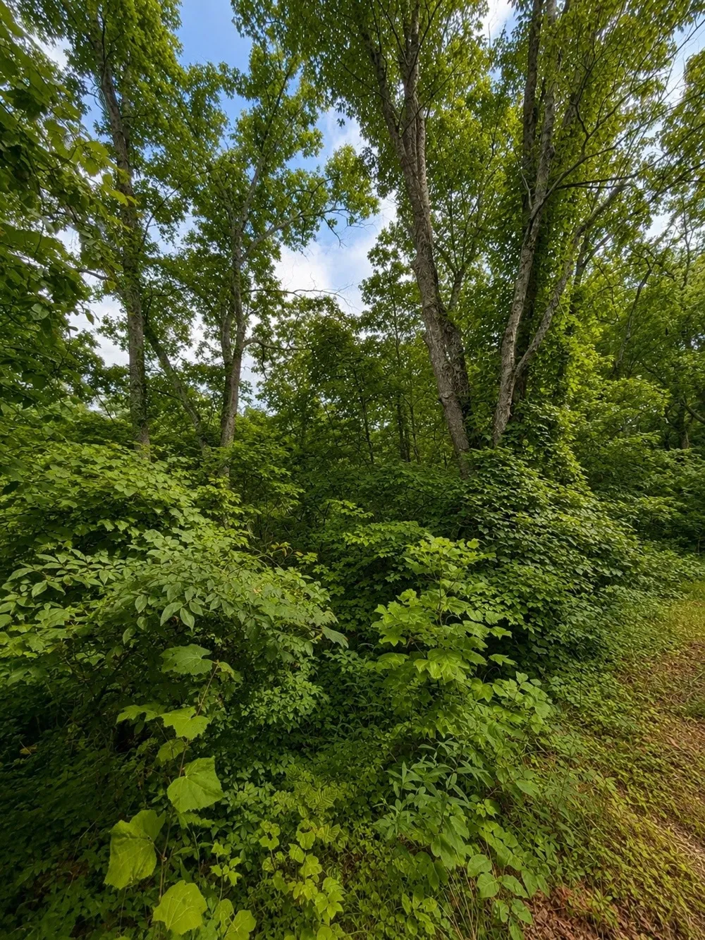 0 Skyline Dr Smithville, TN 37166