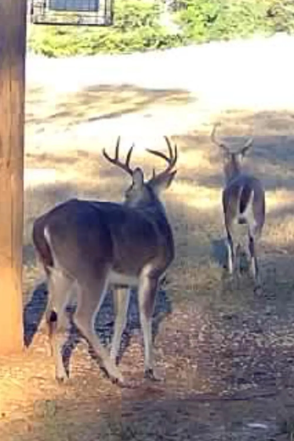 3713 Cr 386 Marquez, TX 77865