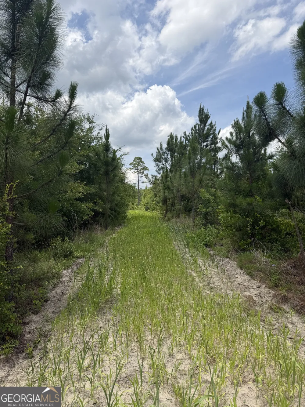 0 W. River RD Rhine, GA 31077