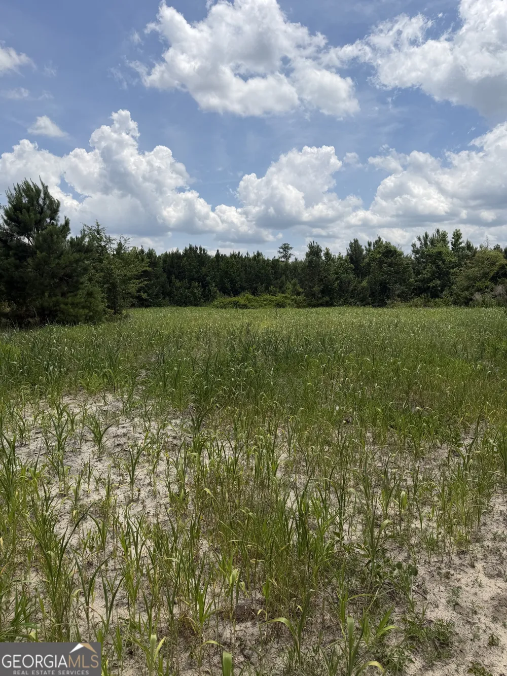 0 W. River RD Rhine, GA 31077