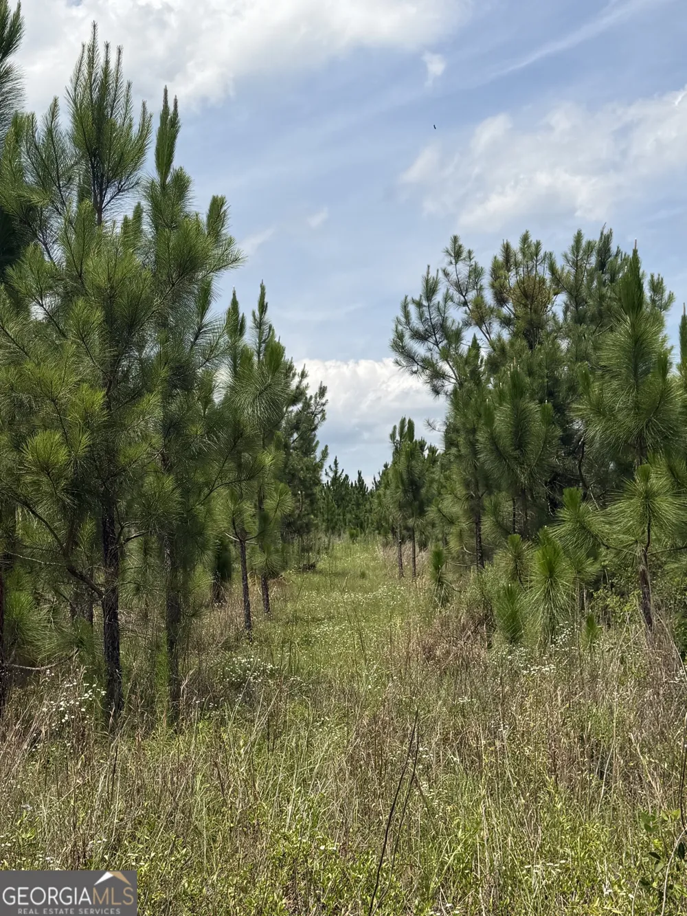 0 W. River RD Rhine, GA 31077
