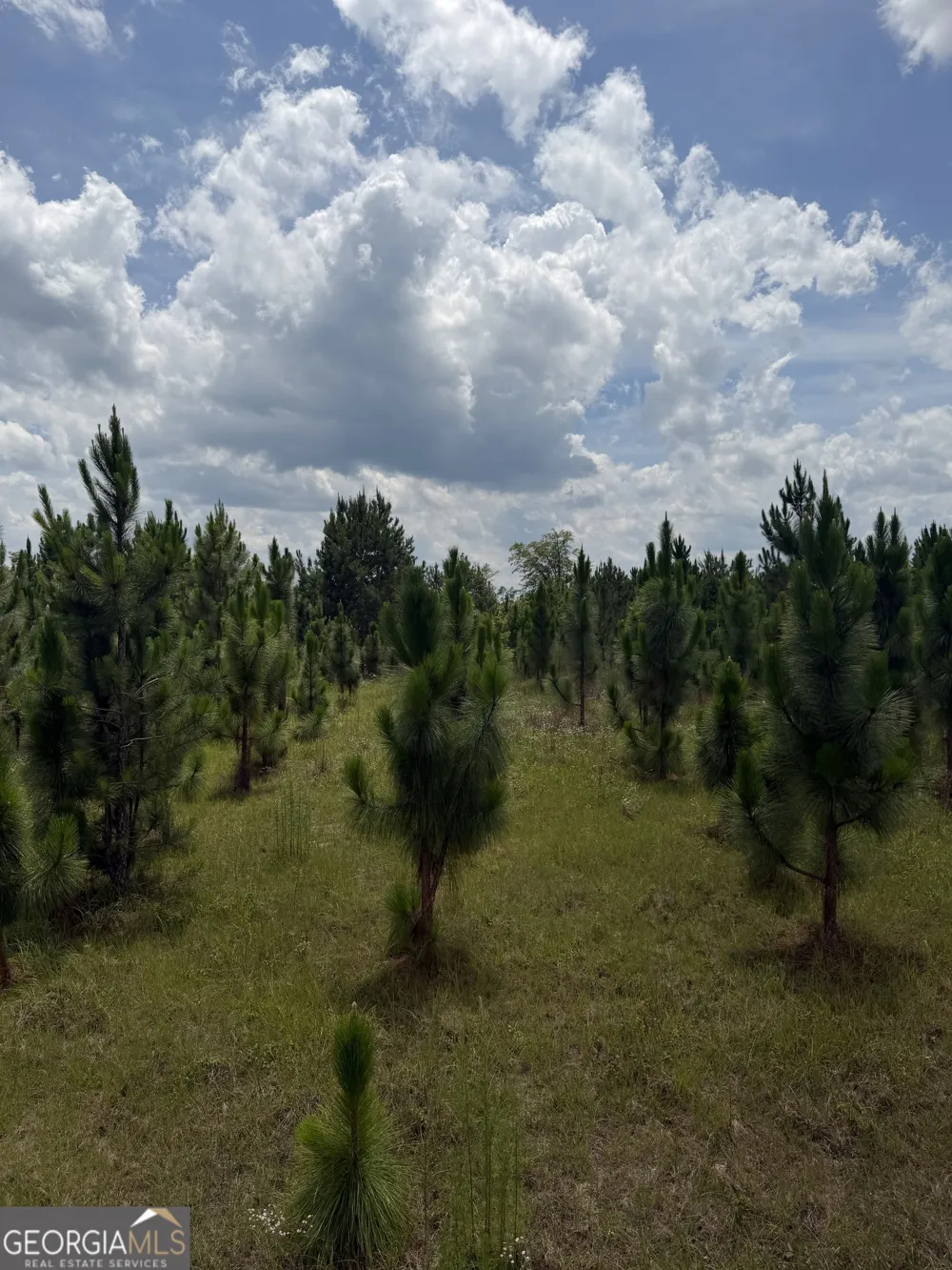 0 W. River RD Rhine, GA 31077
