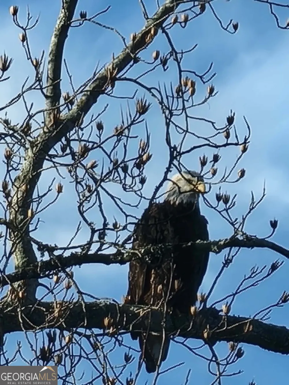 1002 Raccoon RDG NE Ranger, GA 30734