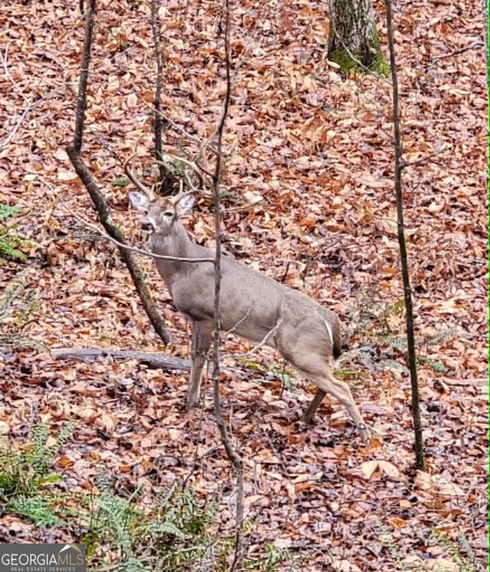 1002 Raccoon RDG NE Ranger, GA 30734