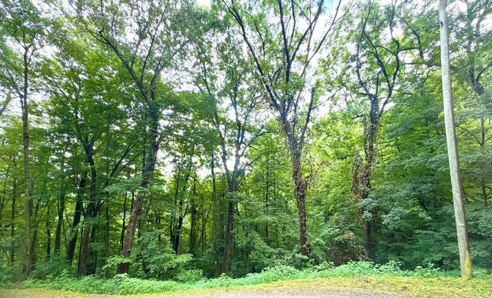 Mountainside drive Waynesville, NC 28786