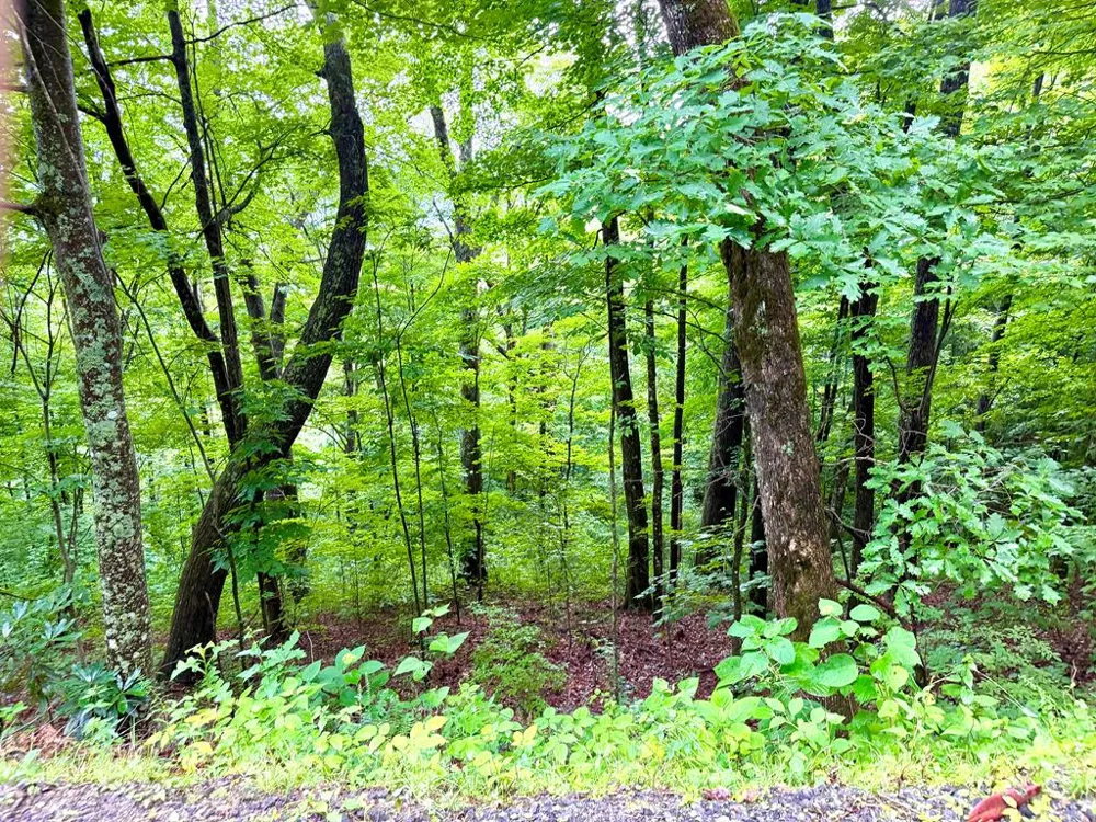 Mountainside drive Waynesville, NC 28786
