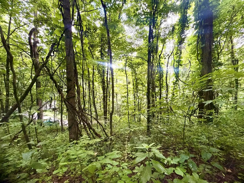 Mountainside drive Waynesville, NC 28786