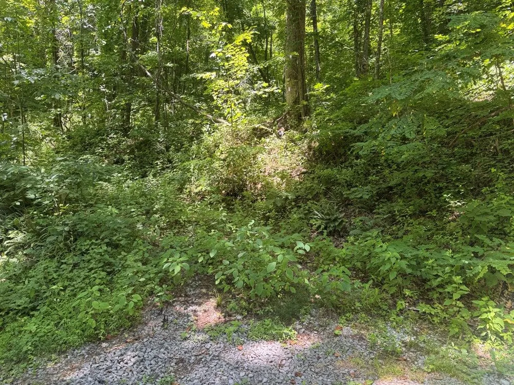 Mountainside drive Waynesville, NC 28786