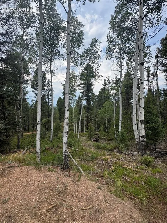 111 Elk Creek Drive Divide, CO 80814