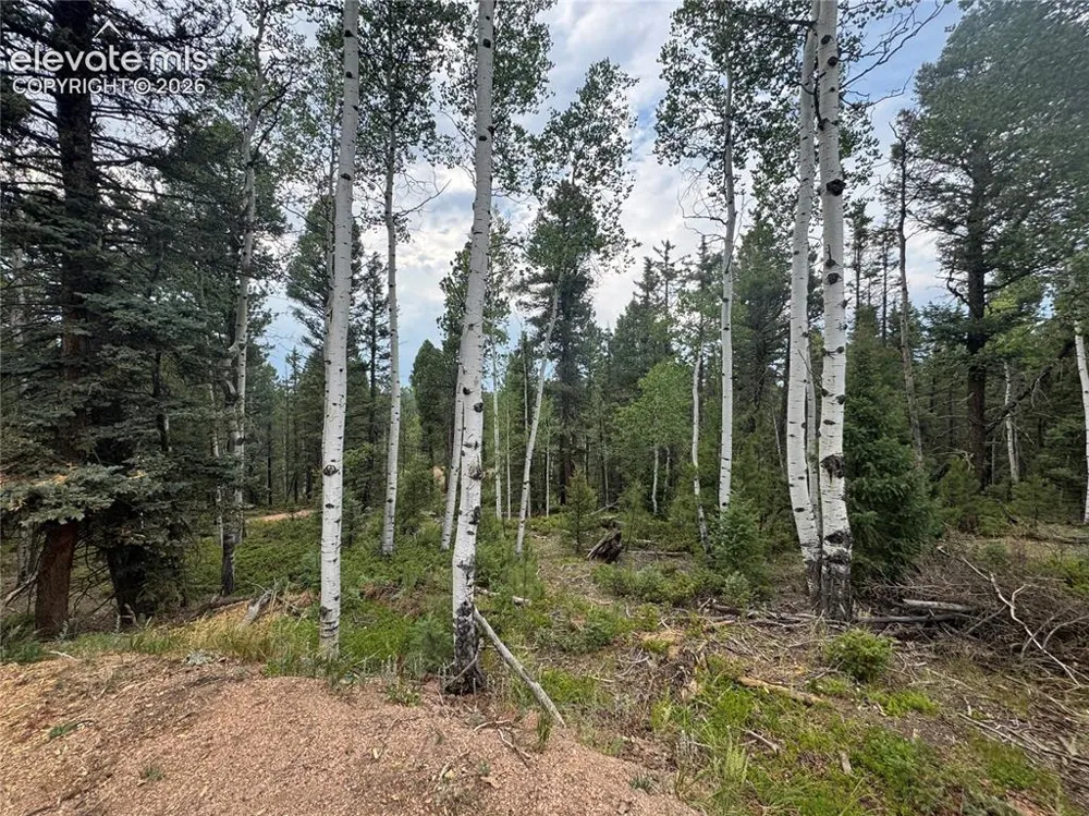 111 Elk Creek Drive Divide, CO 80814
