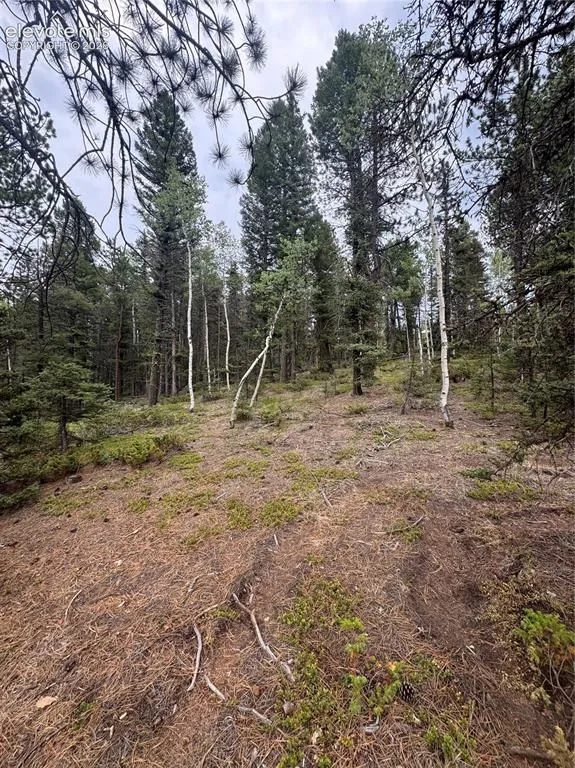 111 Elk Creek Drive Divide, CO 80814