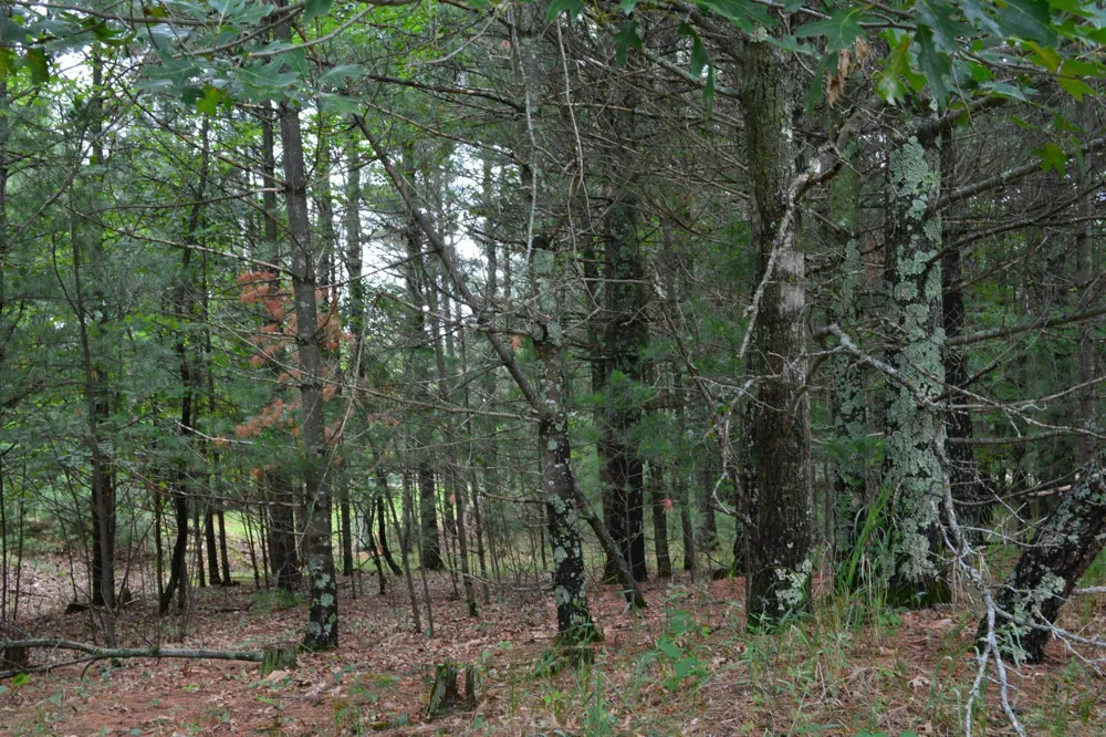 TBD Benson Road Grantsburg, WI 54840