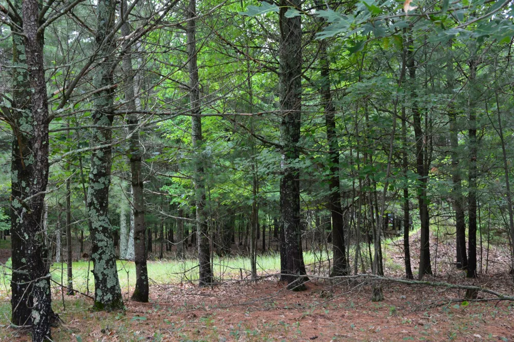 TBD Benson Road Grantsburg, WI 54840