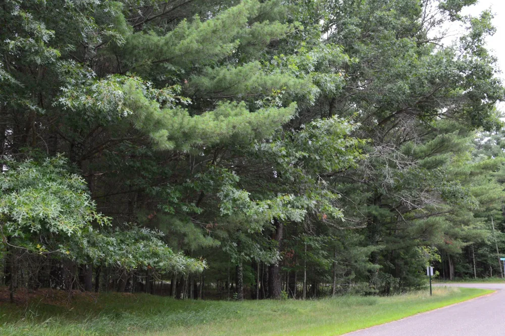 TBD Benson Road Grantsburg, WI 54840