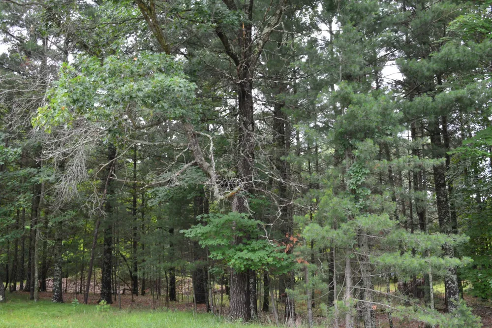 TBD Benson Road Grantsburg, WI 54840