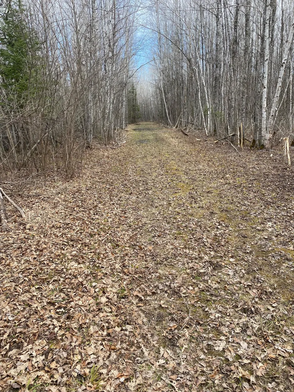 TBD COUNTY ROAD 79 Littlefork, MN 56649
