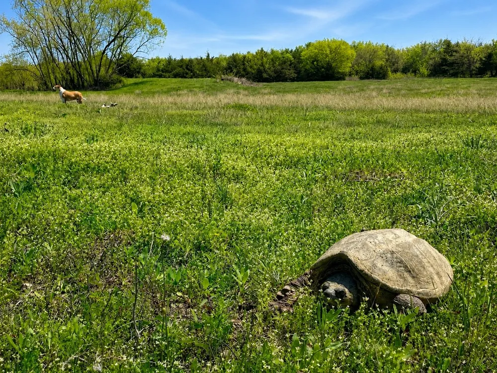 County Road 1140 Celeste, TX 75423