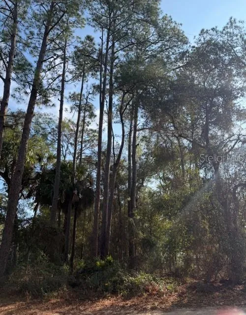 TBD NE 236 TERRACE Fort Mc Coy, FL 32134