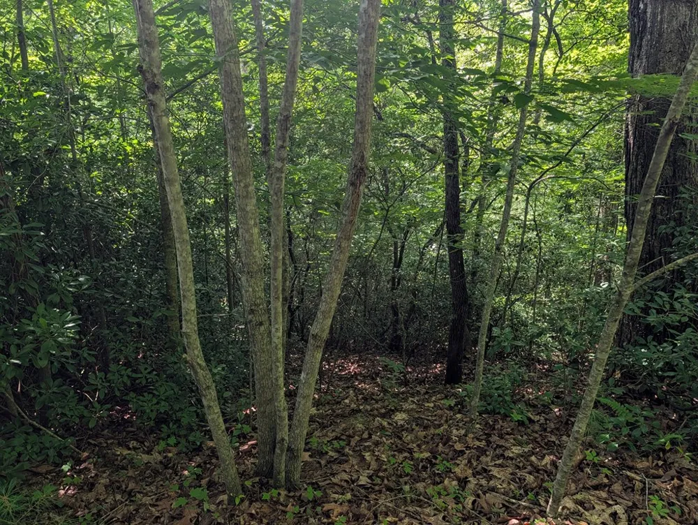 1&2 Water View Lane Hayesville, NC 28904