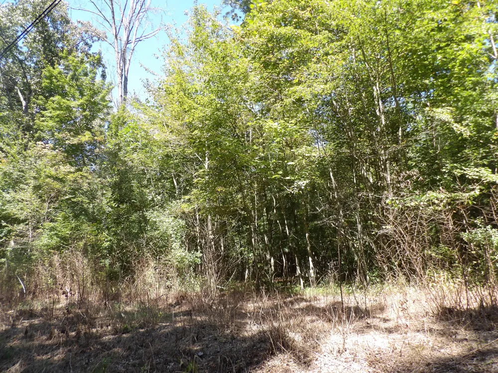 10 Summer City Road Evensville, TN 37332