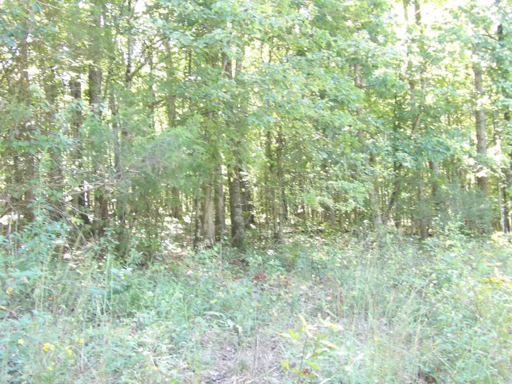 10 Summer City Road Evensville, TN 37332