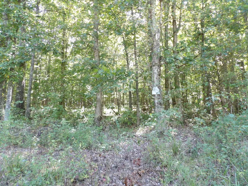 10 Summer City Road Evensville, TN 37332