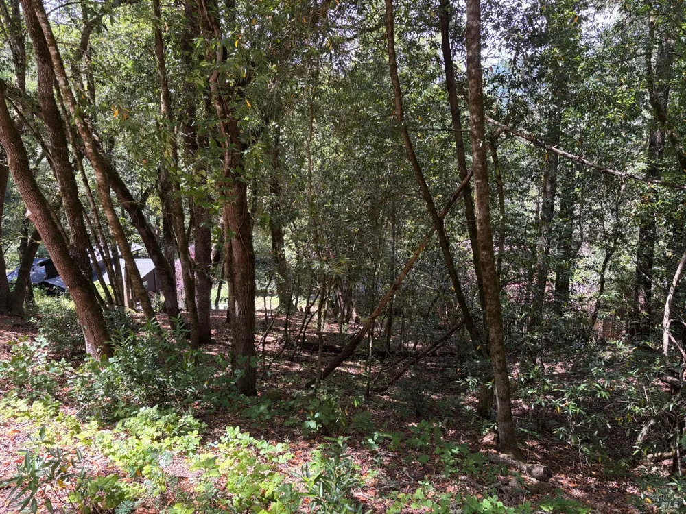 9868 Hillside Drive Forestville, CA 95436