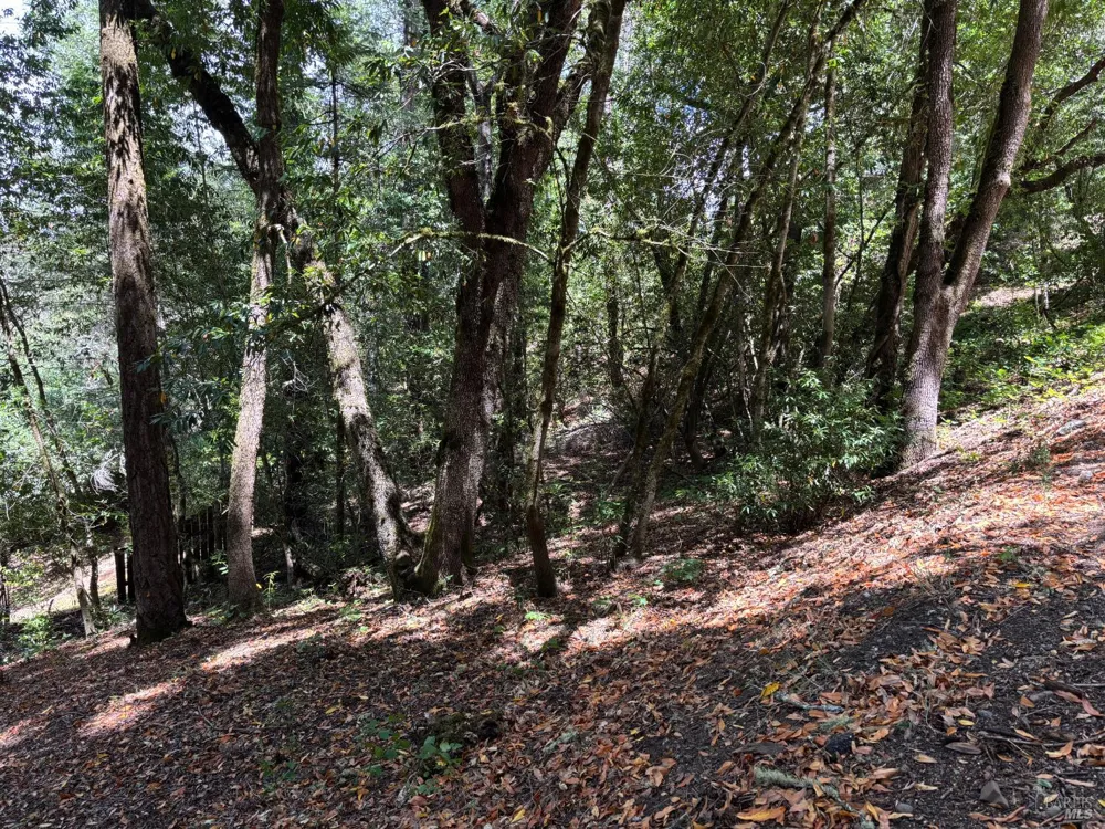 9868 Hillside Drive Forestville, CA 95436