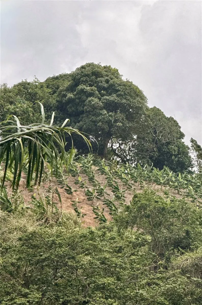 Km 0.9 ROUTE 759 Maunabo, PR 00707