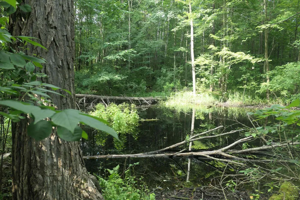 4769 Feather Trail Home Township, MI 48829