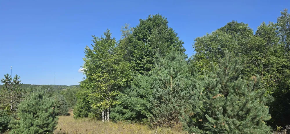 6320 Morey Road Pioneer Township, MI 49651