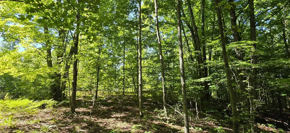 6320 Morey Road Pioneer Township, MI 49651