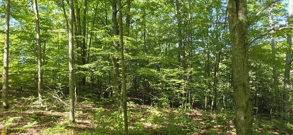 6320 Morey Road Pioneer Township, MI 49651