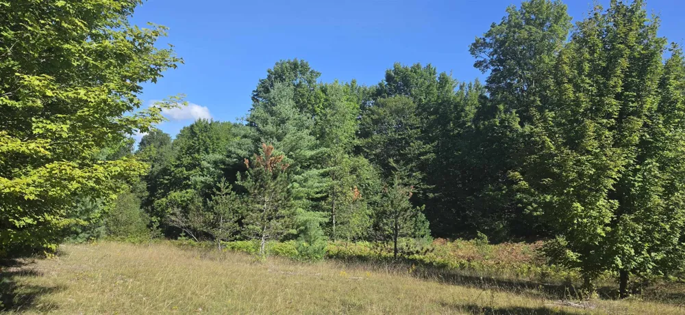 6320 Morey Road Pioneer Township, MI 49651