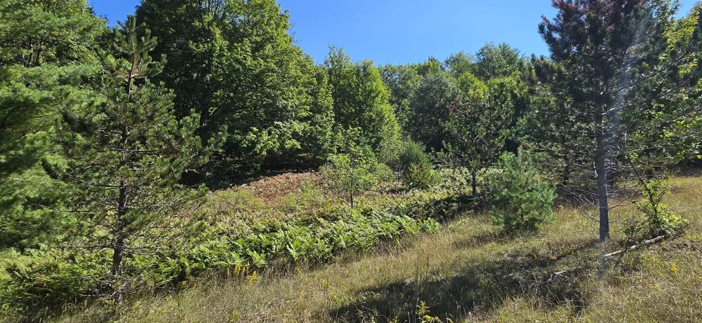 6320 Morey Road Pioneer Township, MI 49651