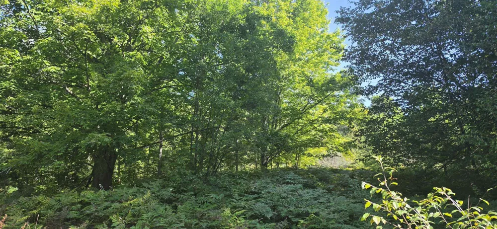 6320 Morey Road Pioneer Township, MI 49651