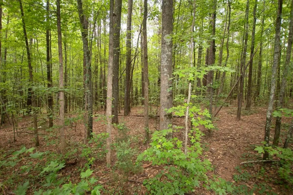 4321 Highway 186 Good Hope, GA 30641