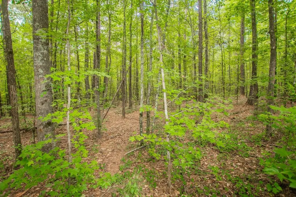 4321 Highway 186 Good Hope, GA 30641