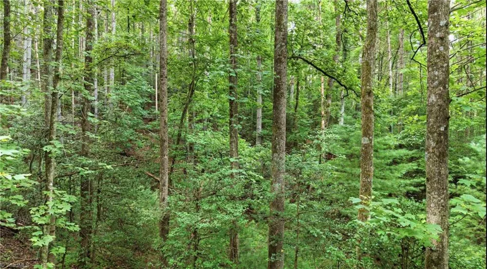11526 US Highway 421 Purlear, NC 28665