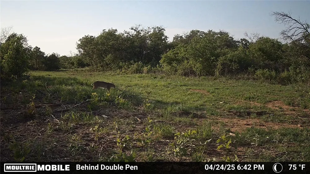 3599 County Road 413 Anson, TX 79501