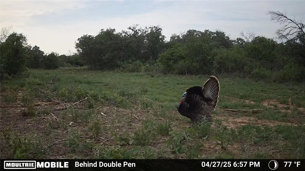 3599 County Road 413 Anson, TX 79501