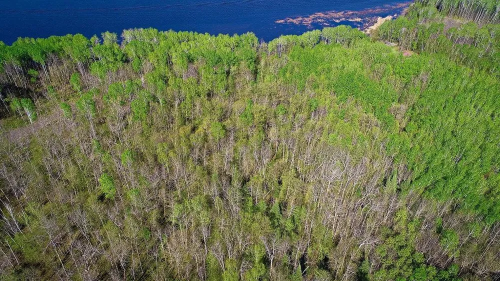 Lot 12 - TBD Driftwood Lane NW Baudette, MN 56623