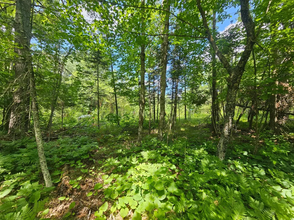 TBD Cedar Shores Drive Deerwood, MN 56444