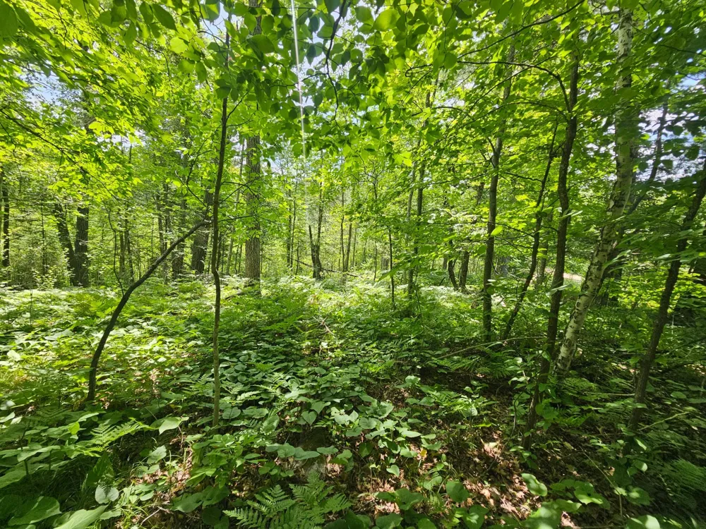 TBD Cedar Shores Drive Deerwood, MN 56444