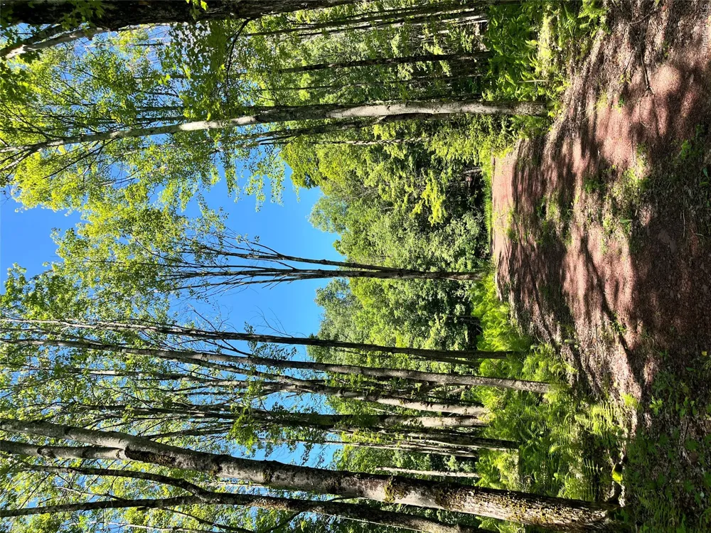 Upper Pond Dahlia Road W Livingston Manor, NY 12758