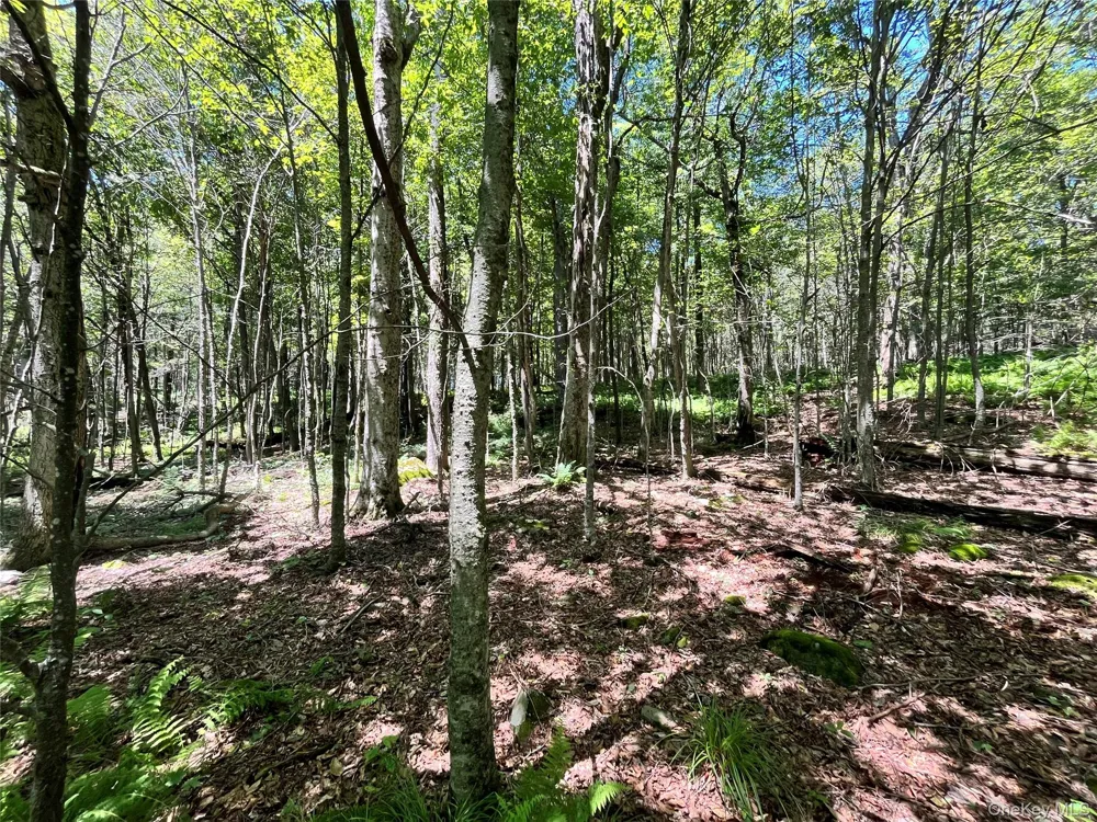 Upper Pond Dahlia Road W Livingston Manor, NY 12758
