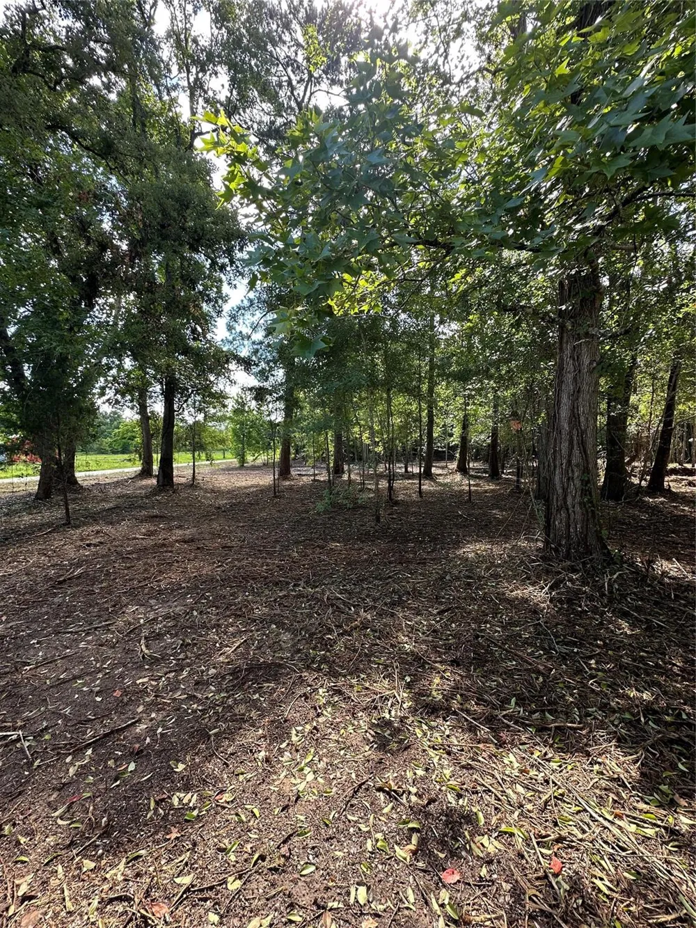 Red Oak Drive Plantersville, TX 77363
