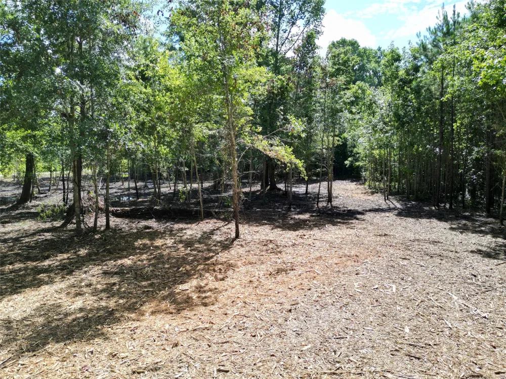 Red Oak Drive Plantersville, TX 77363
