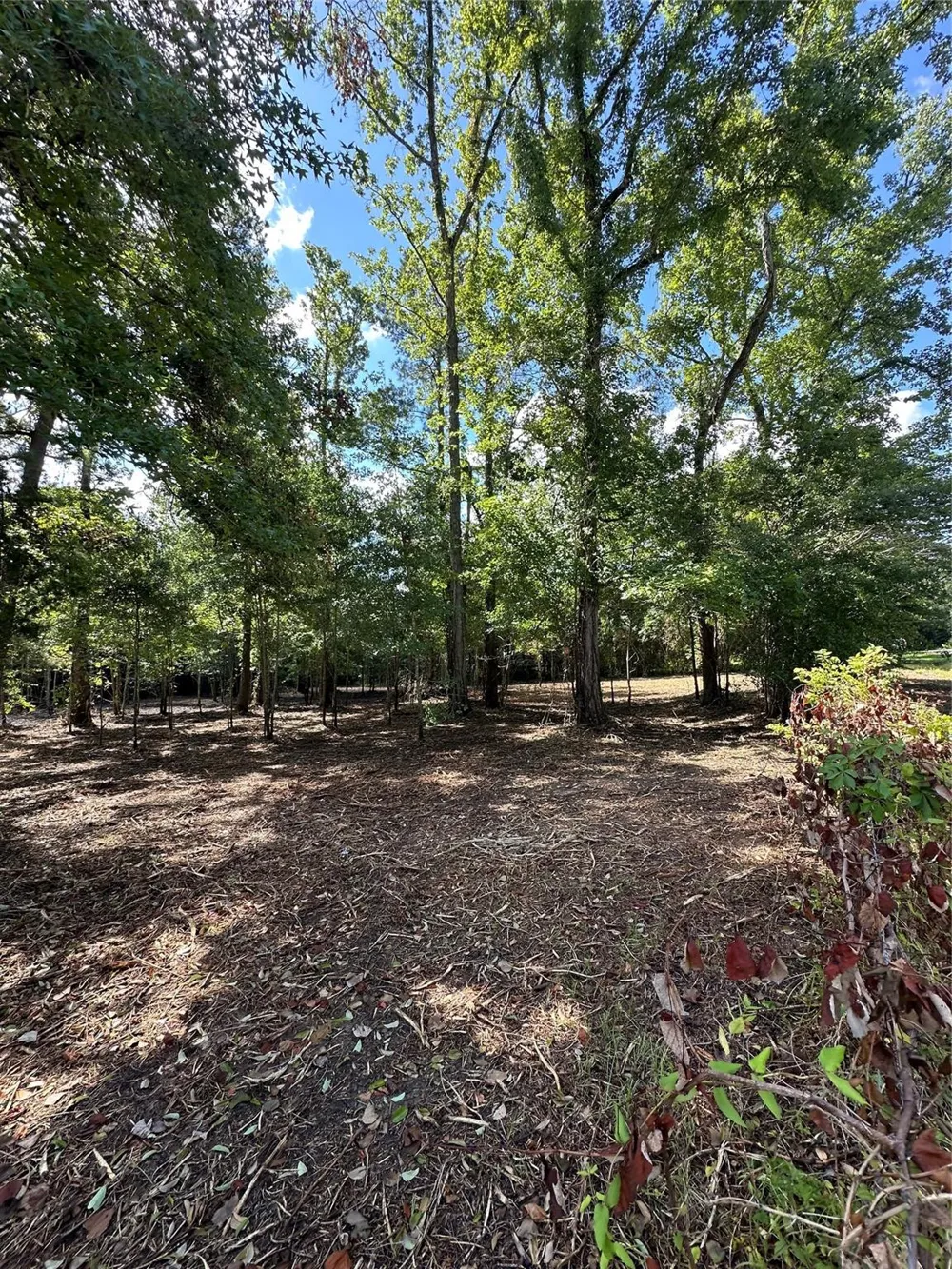 Red Oak Drive Plantersville, TX 77363